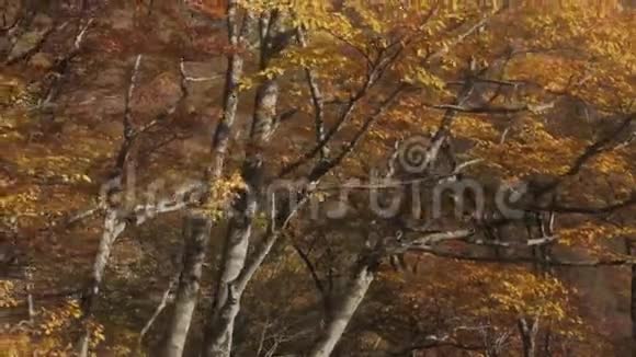 秋天的树在森林里视频的预览图