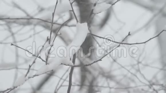 冬天在雪地里的树枝视频的预览图
