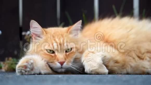 姜猫躺在街上视频的预览图