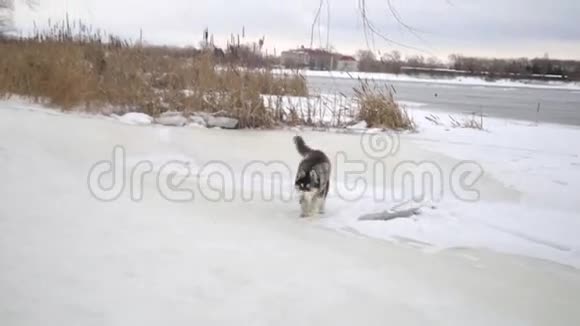 冬天的风景带着可爱的西伯利亚哈士奇孔雀狗在外面玩耍视频的预览图