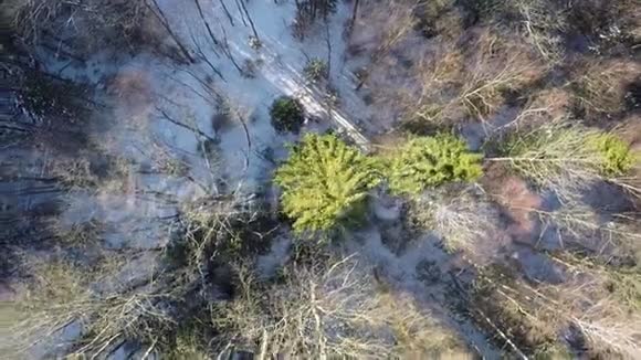 冬季森林的空中拍摄视频的预览图