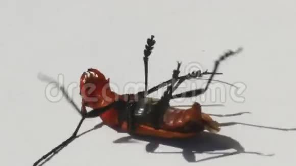 白色背景上的红色甲虫视频的预览图