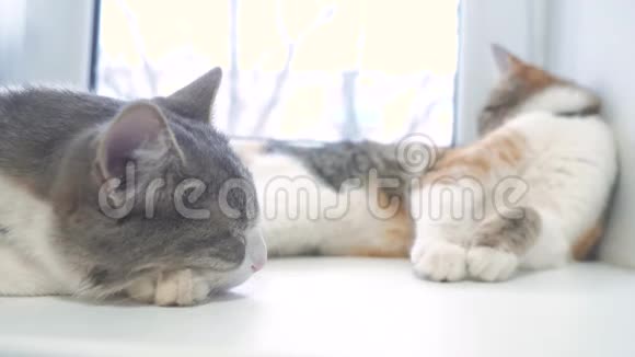 猫在窗台上睡觉慢动作视频有趣的视频猫生活方式猫在睡觉可爱的宠物视频的预览图
