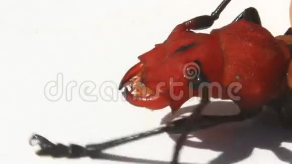 白色背景上的红色甲虫视频的预览图