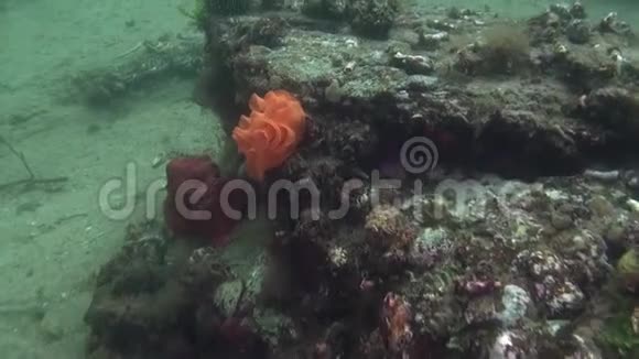 新西兰海底清澈的独特美丽背景视频的预览图