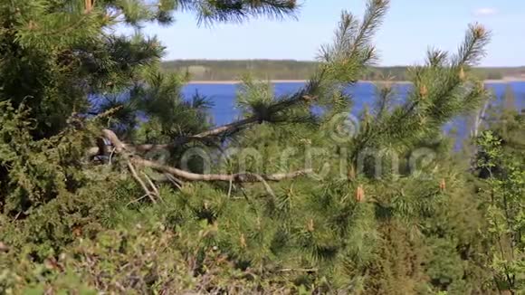 布拉斯拉夫湖的夏季景观视频的预览图