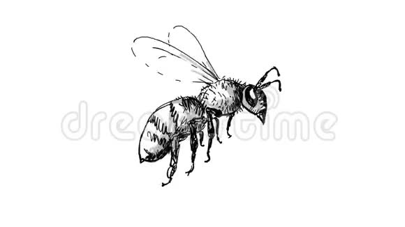 大黄蜂飞行绘图2D动画视频的预览图