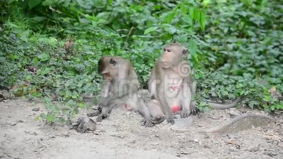彭克劳温泉树上的猴子视频的预览图