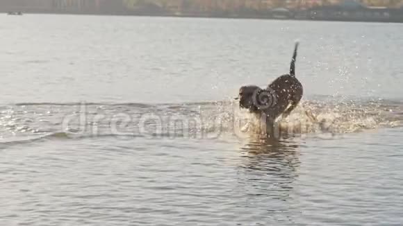 可爱的狗在湖里跑步一只湿狗视频的预览图