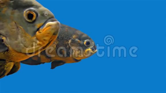 亚马逊热带鱼老虎奥斯卡蓝色背景视频的预览图