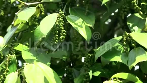 黑胡椒的种植园黑胡椒长在地上亚洲黑胡椒的种植园更多的种植园视频的预览图