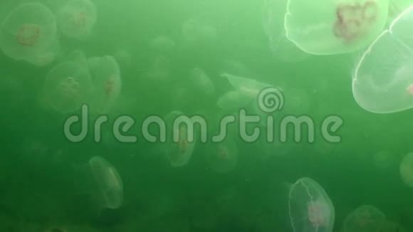 绿色海水中更大的水母视频的预览图