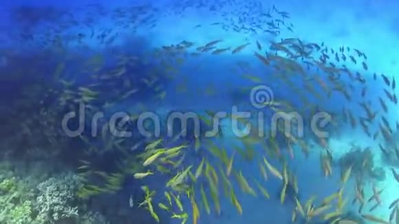 珊瑚礁黄鱼的巨大浅滩视频的预览图