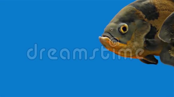 亚马逊热带鱼老虎奥斯卡蓝色背景视频的预览图