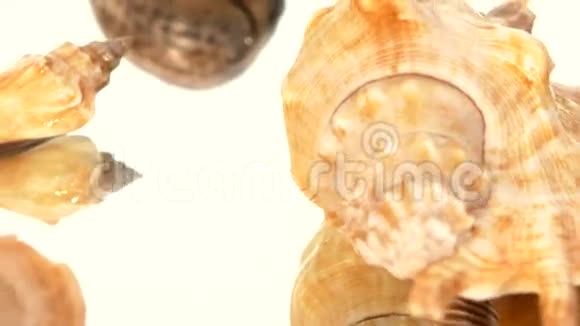 很多棕色的贝壳在白色旋转视频的预览图