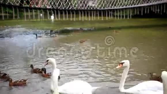 天鹅和鸭子在池塘里游泳高清1920x1080视频的预览图