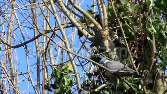 四月鸽子坐在树枝上视频的预览图