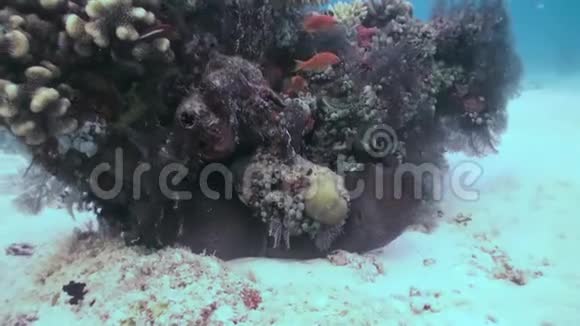 马尔代夫海底深海海底的海鳗背景视频的预览图