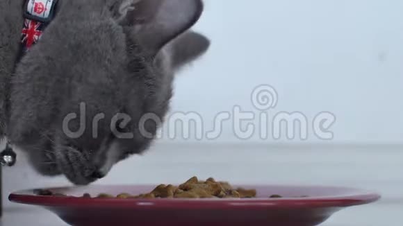 吃宠物食物的猫视频的预览图
