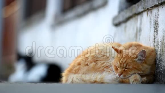 姜猫躺在街上视频的预览图