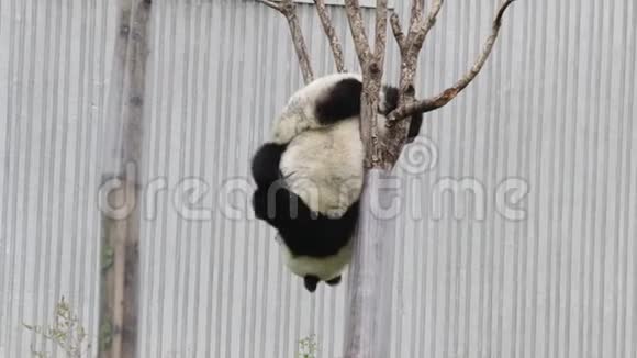 可爱的小熊猫小熊正在中国的树上嬉戏视频的预览图