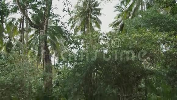 这条河流经丛林中的雨林热带河流丛林视频的预览图