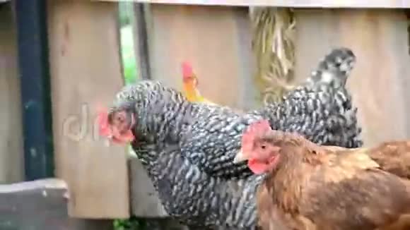 母鸡和公鸡在农场视频的预览图