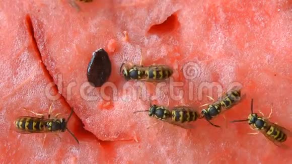 胡蜂吃多汁的红色鲜切西瓜视频的预览图
