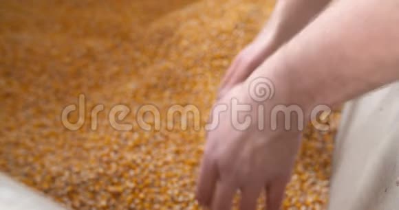 农业玉米玉米籽粒视频的预览图
