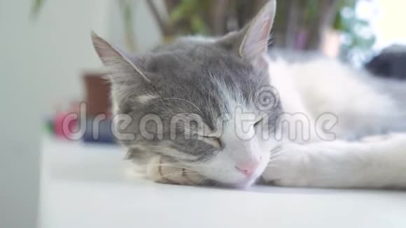 猫在窗台上睡觉慢生活方式运动视频有趣的视频猫猫在睡觉可爱的宠物视频的预览图