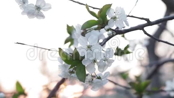 白花樱花春视频的预览图