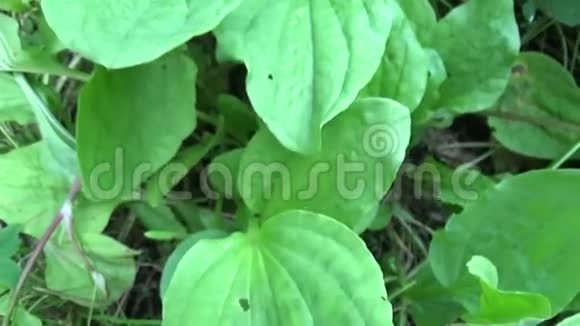 车前草主要绿色野生植物车前草药用植物高清视频镜头拍摄与稳定慢动作视频的预览图