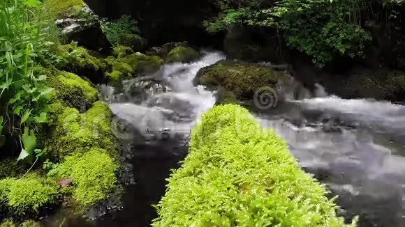 森林溪流流过苔藓的岩石视频的预览图