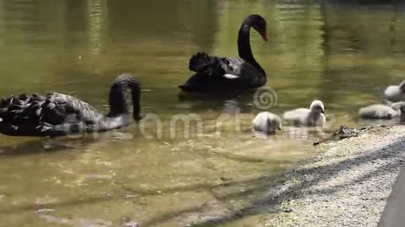 黑天鹅和它们的小鸡视频的预览图