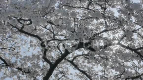 太阳照耀着春天的花树视频的预览图