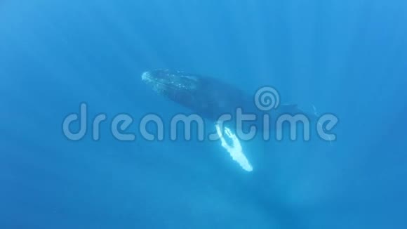 加勒比海海面升起的驼背鲸视频的预览图