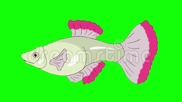 大红鱼鱼色键环视频的预览图