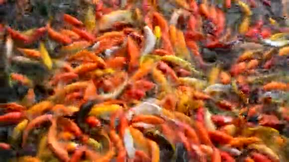忙碌的拥挤的饥饿的五颜六色的锦鲤鱼或花哨的鲤鱼群作为食物视频的预览图