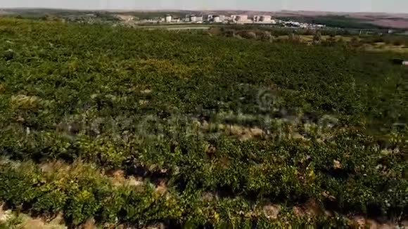 从无人机看到的葡萄园山视频的预览图
