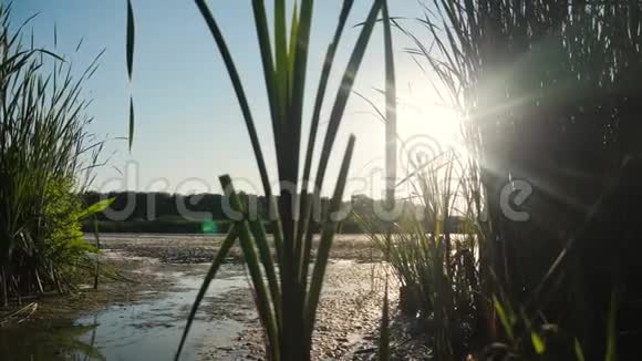 池塘与芦苇自然生活方式野生日落景观阳光有芦苇的湖是俄罗斯的自然湖面日落视频的预览图