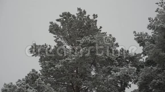 冬天下雪在圣诞公园里下雪了美丽的冬季景观冬季森林在森林里视频的预览图