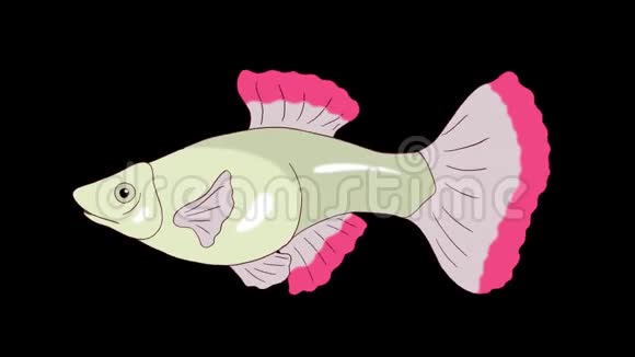 大红狗鱼水族馆阿尔法马特环视频的预览图