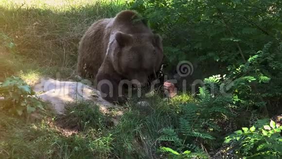棕熊在绿林上行走实时4k视频的预览图
