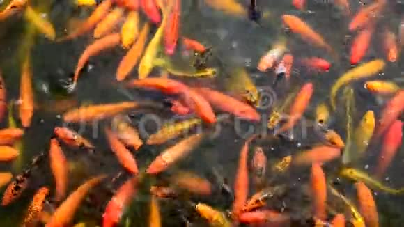 忙碌的拥挤的饥饿的五颜六色的锦鲤鱼或花哨的鲤鱼群作为食物视频的预览图