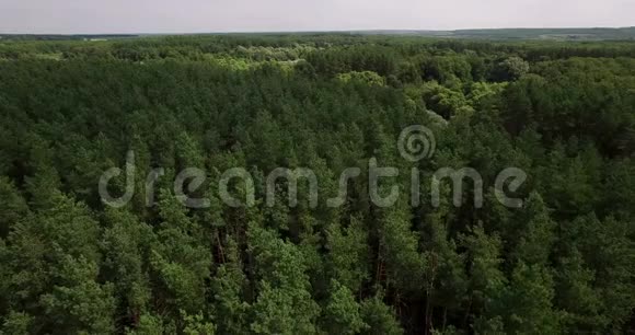 夏日的茂密森林的空中景色视频的预览图