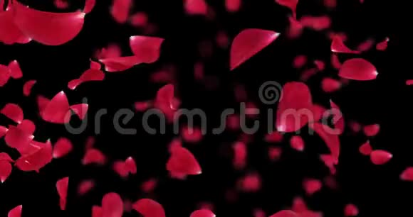旋转飞舞的浪漫红玫瑰花花瓣背景阿尔法哑光环4k视频的预览图