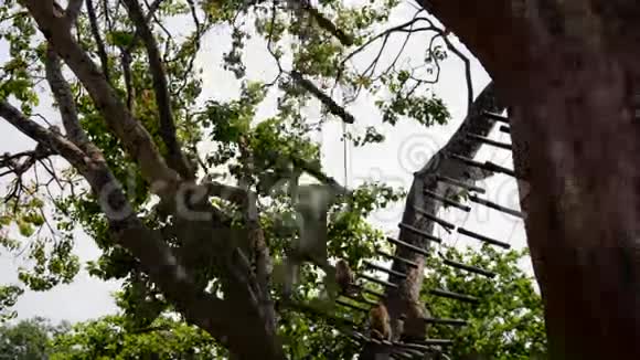 猴子在PhraKal神社玩耍视频的预览图