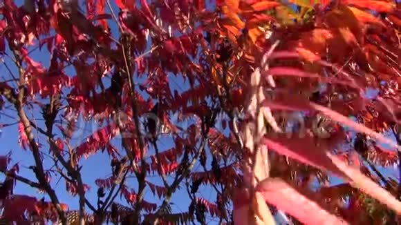 抽象的秋树叶背景视频的预览图