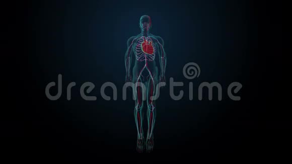 旋转人体心血管系统蓝色X光视频的预览图
