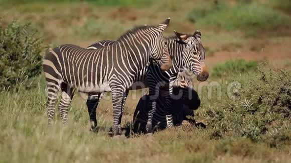 开普山斑马南非视频的预览图